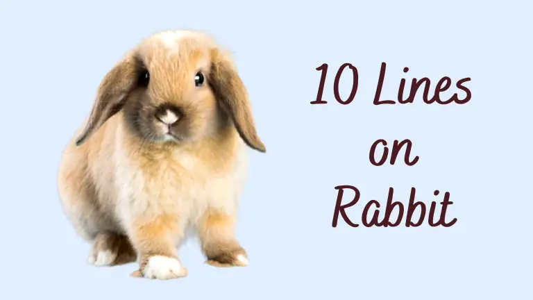 10 lines on rabbit